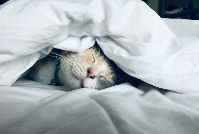 sleeping-kitten-cat-in-bed-article-1